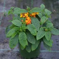 Lantana camara 'Gem™ Ruby' – lantana